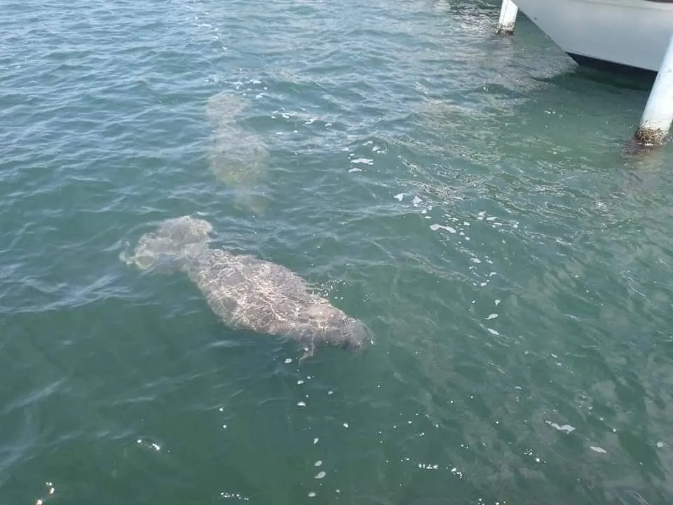 Divisan varios manatíes en la bahía de Salinas