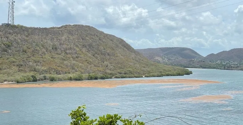 Guaniqueños recogen 1,300 libras de sargazo en la Bahía de Ensenada