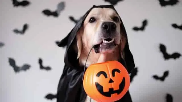 Consejos de seguridad para una celebración de Halloween segura y divertida con tu mascota