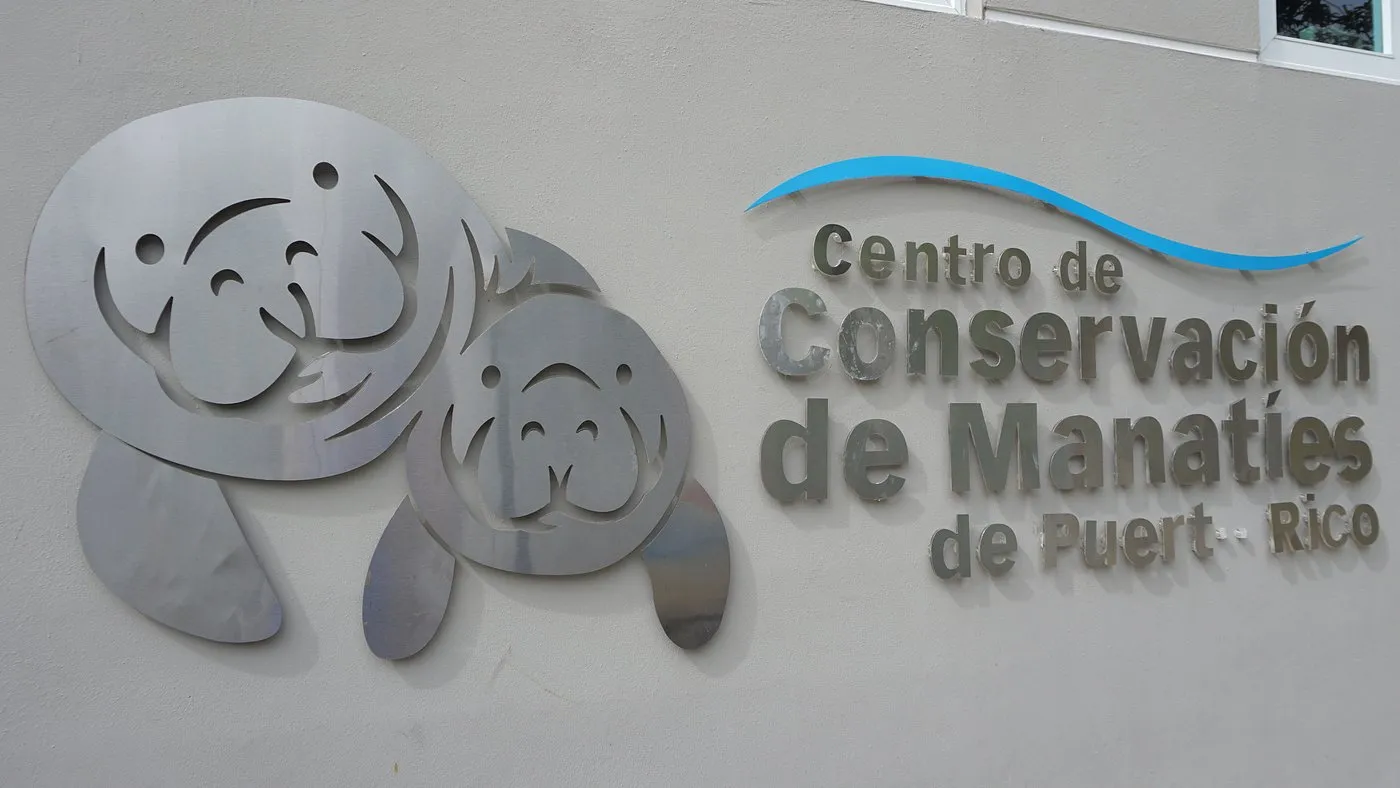 Se suman otros dos manatíes en libertad