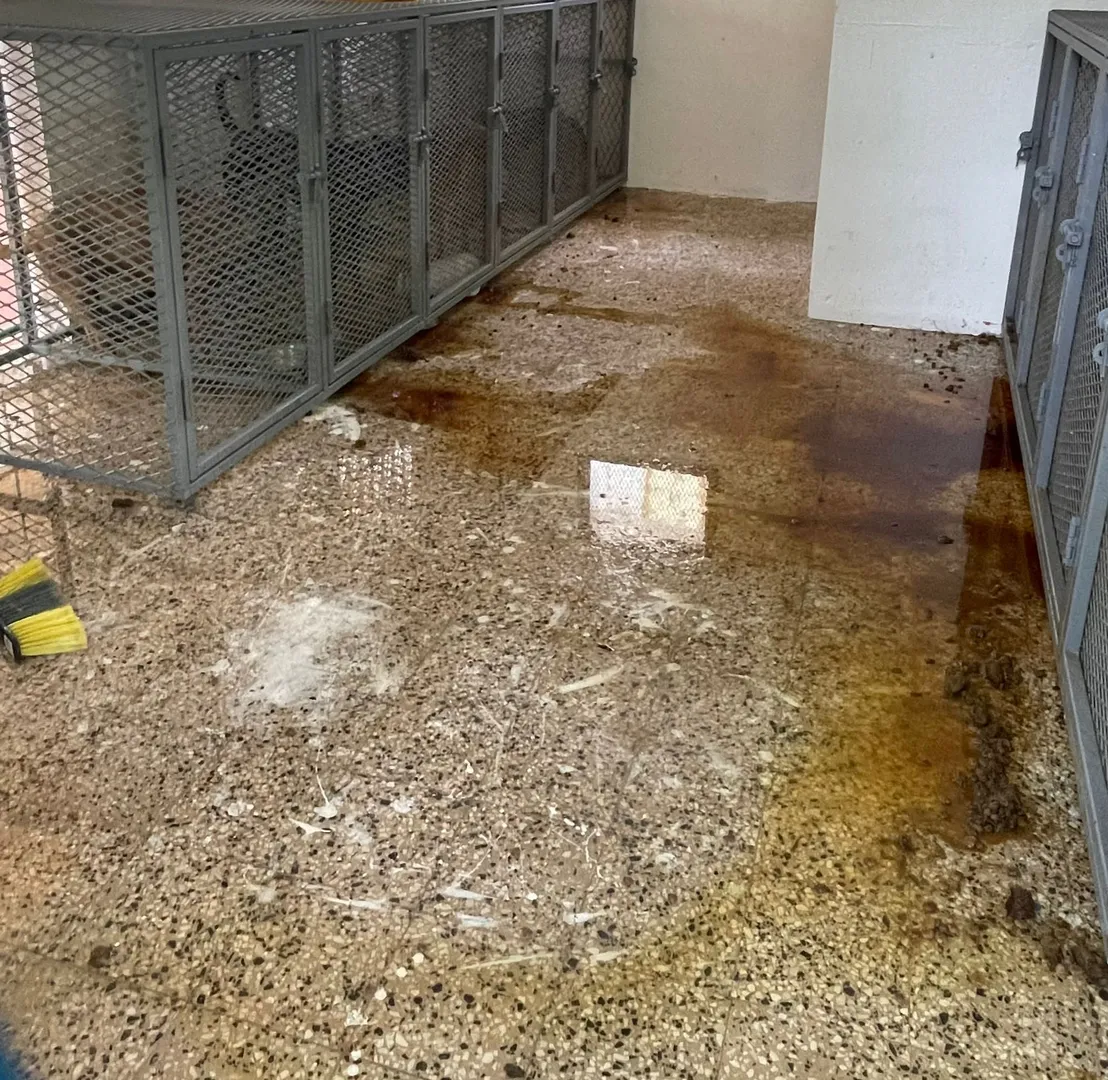 Denuncian animales en pésimas condiciones en instalaciones municipales de Naranjito