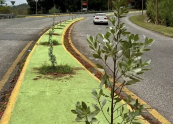 Siembran 100 árboles y plantas ornamentales en Ciales