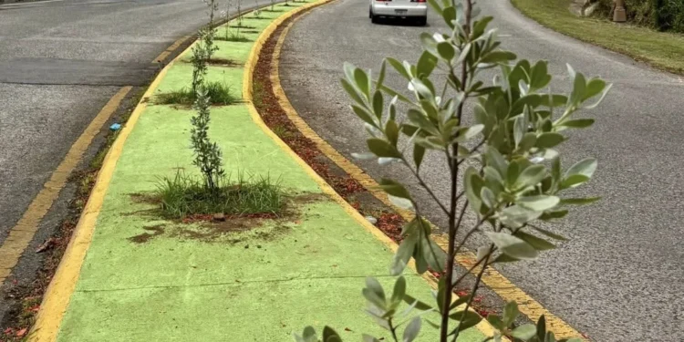 Siembran 100 árboles y plantas ornamentales en Ciales