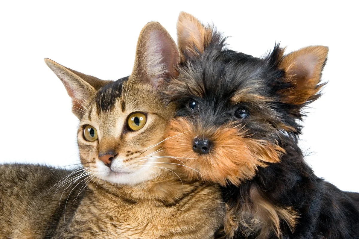 Ciales promueve el bienestar de las mascotas a través de feria