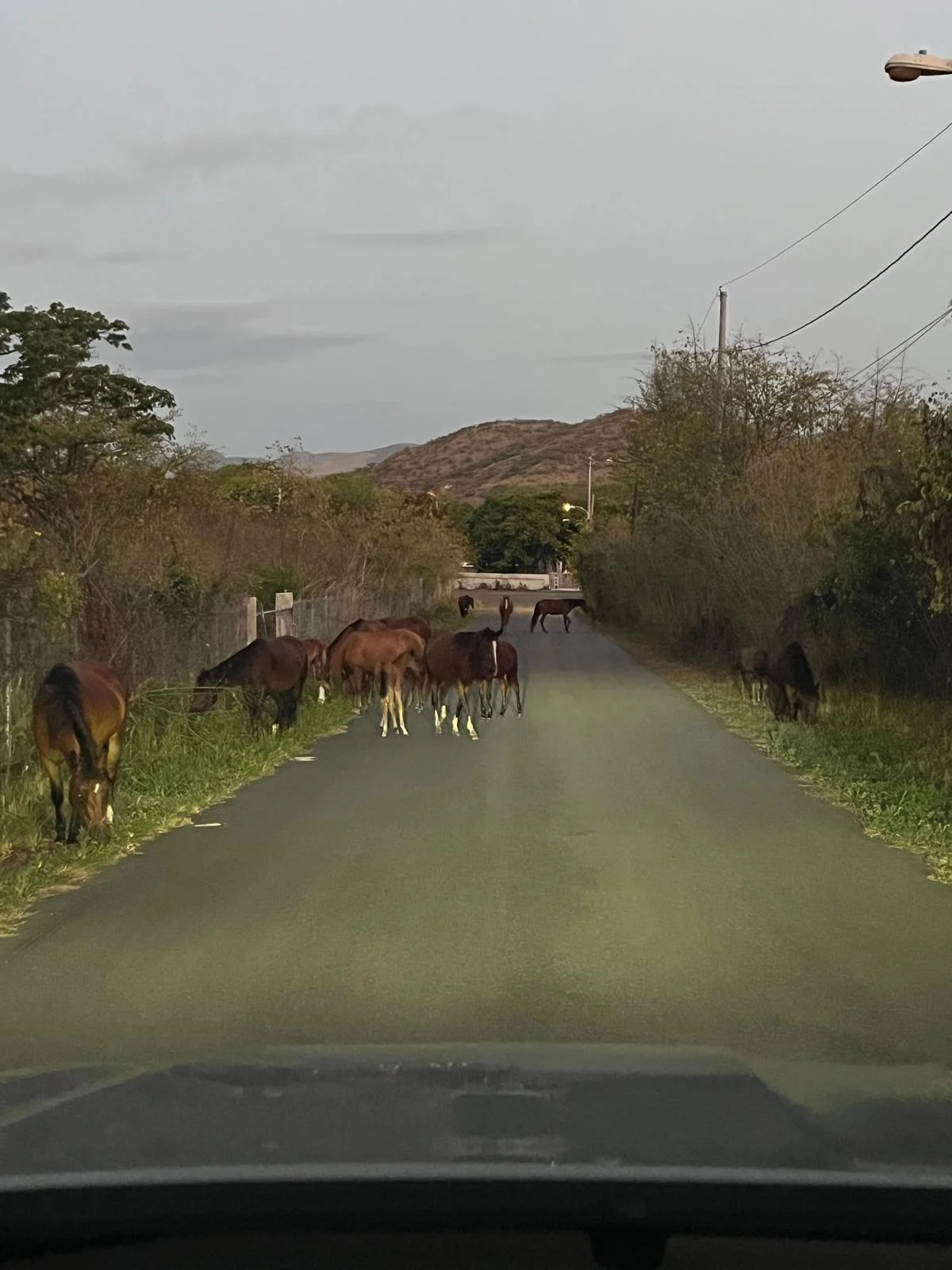 Municipio de Salinas abandona a Ranchos Guayama: Caballos realengos ponen en riesgo vidas y propiedades