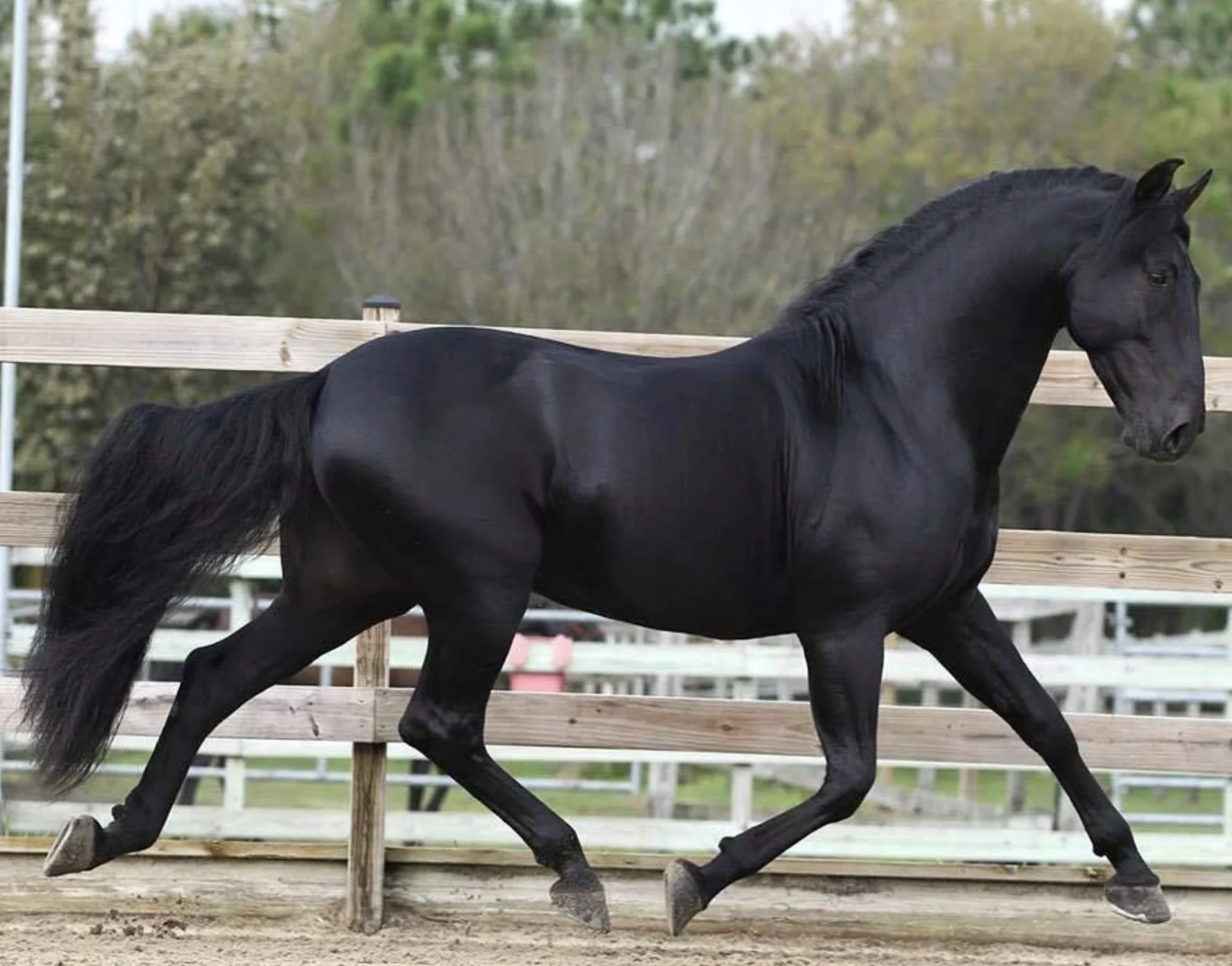 Arecibo será la sede del 36to. Campeonato Internacional de Paso Fino Félix Santiago Oliver