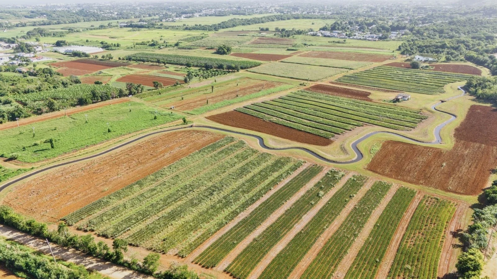 Isabela será sede de la Primera Agroferia Mujeres con más de 50 exhibiciones agrícolas