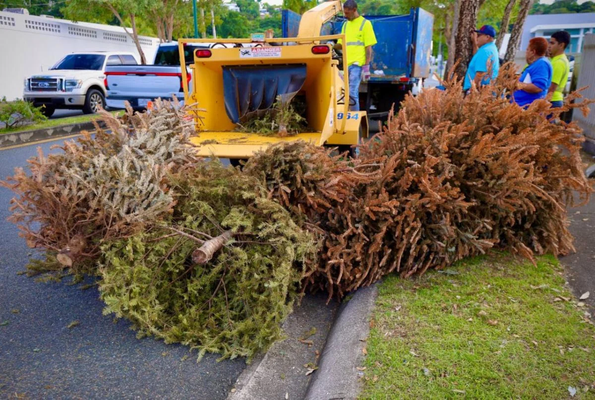 Guaynabo lanza iniciativa para reciclaje de árboles de Navidad