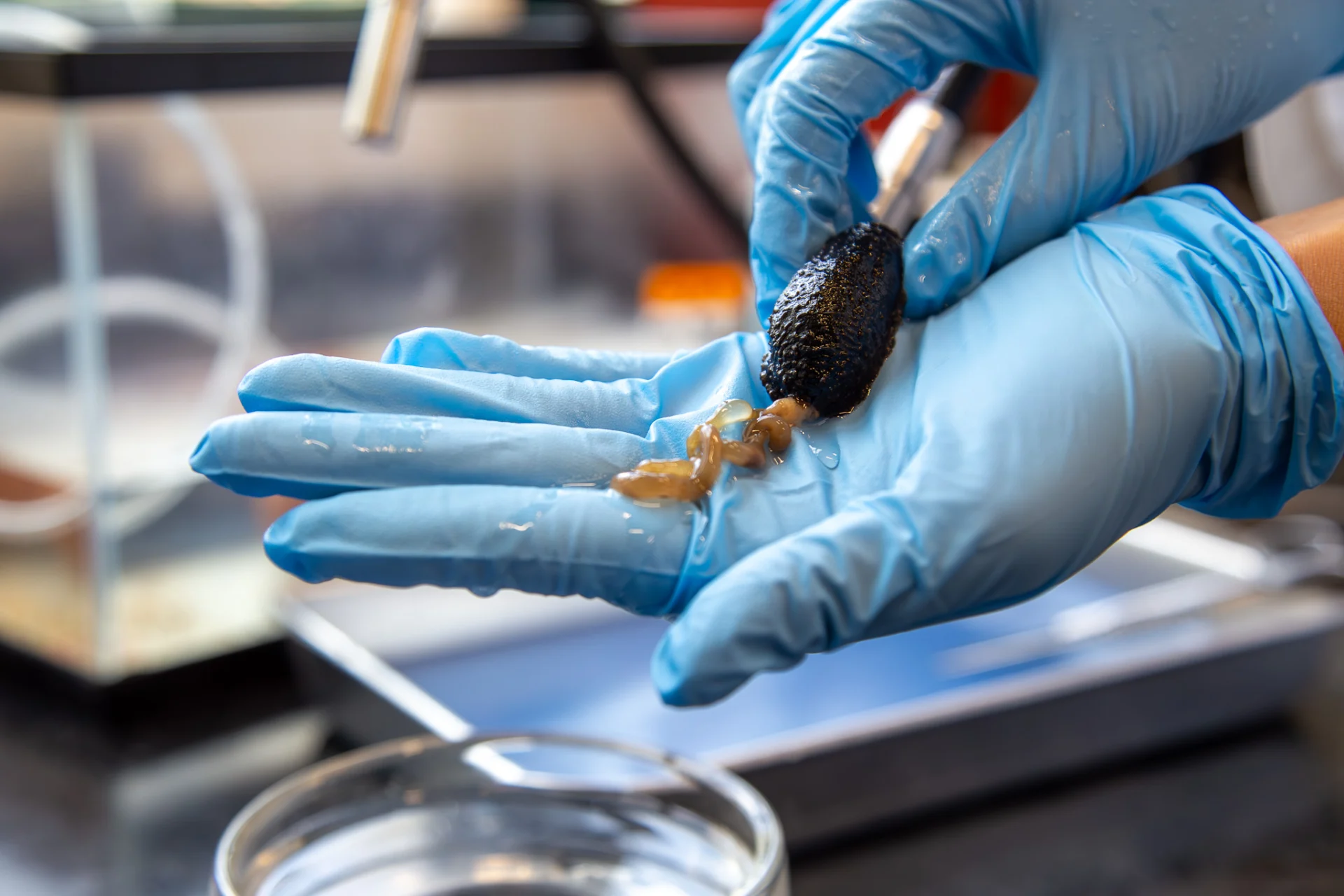 Investigación sobre regeneración intestinal en la UPR-Río Piedras recibe subvención de $500 mil del NIH