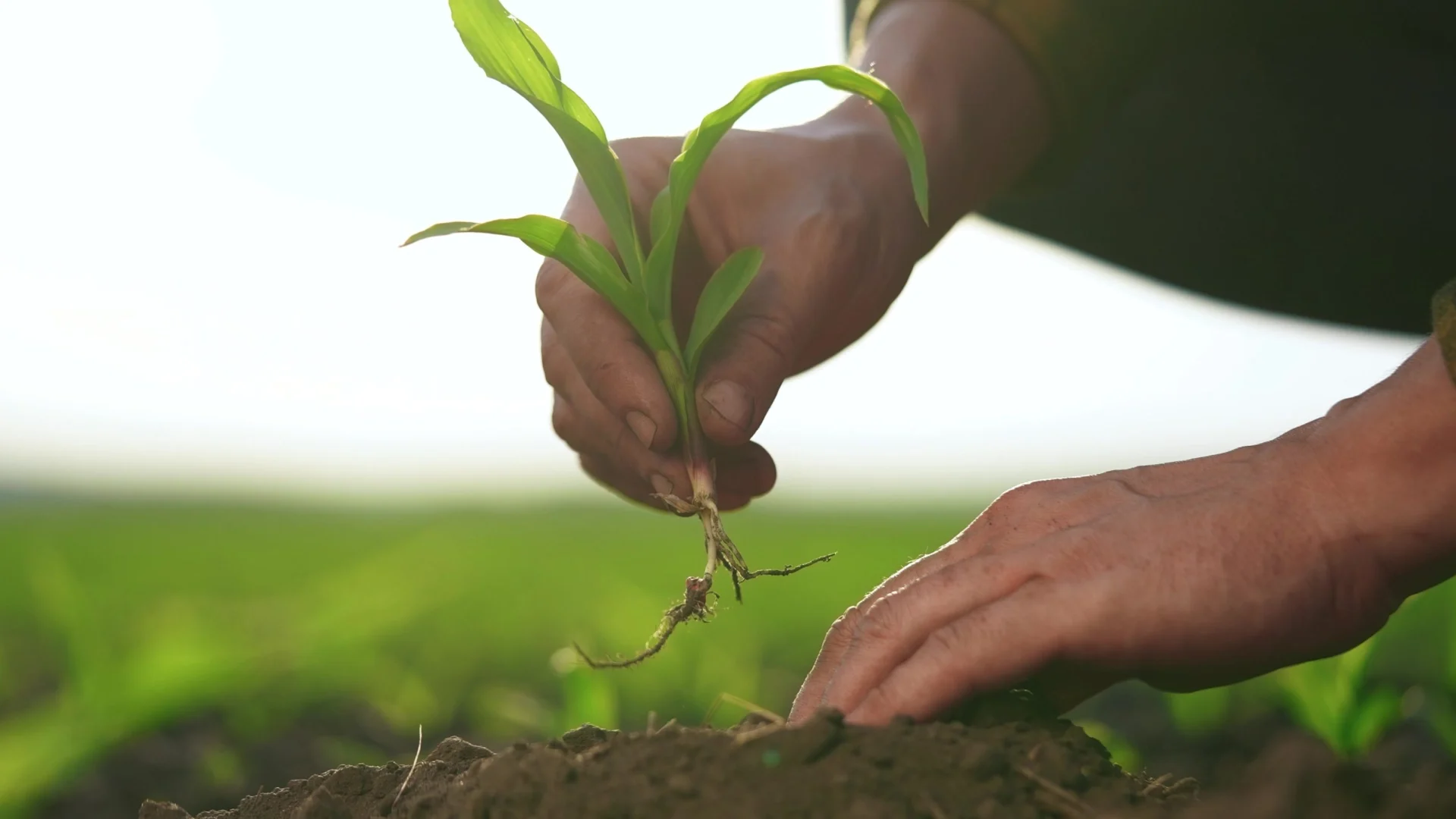 Invitan a participar de talleres sobre agricultura y preparación para la temporada de huracanes