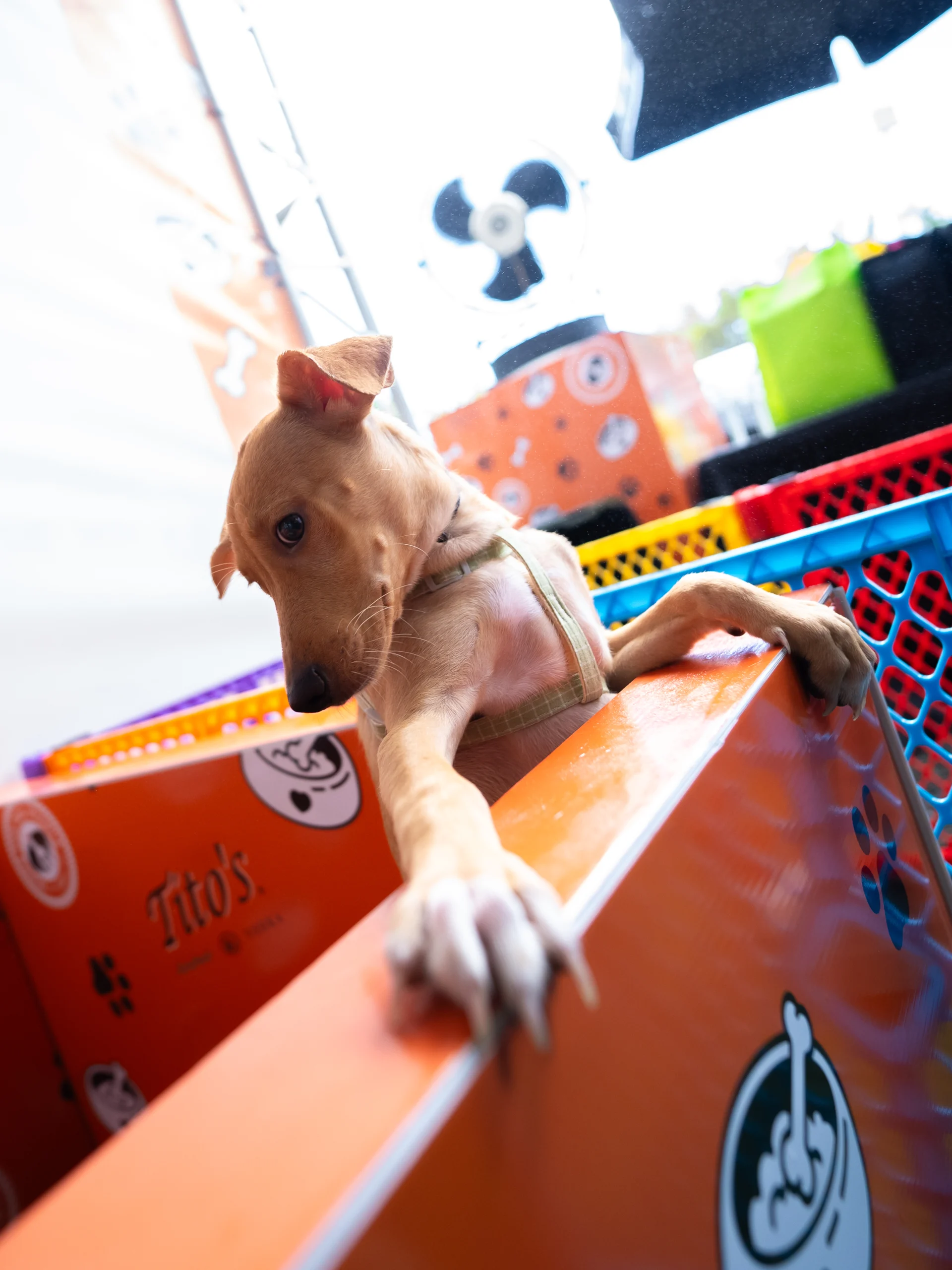 Evento familiar regresa este sábado con centro de adopción y experiencias para perros