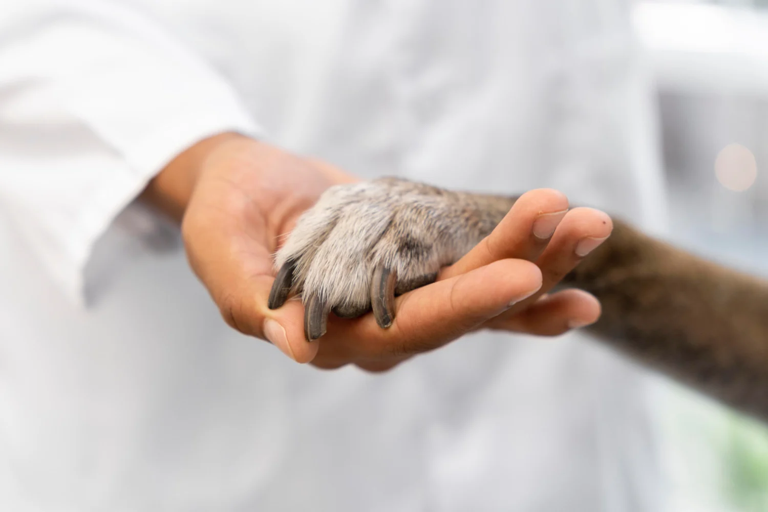 Eutanasia en animales: cuándo y cómo tomar una decisión responsable