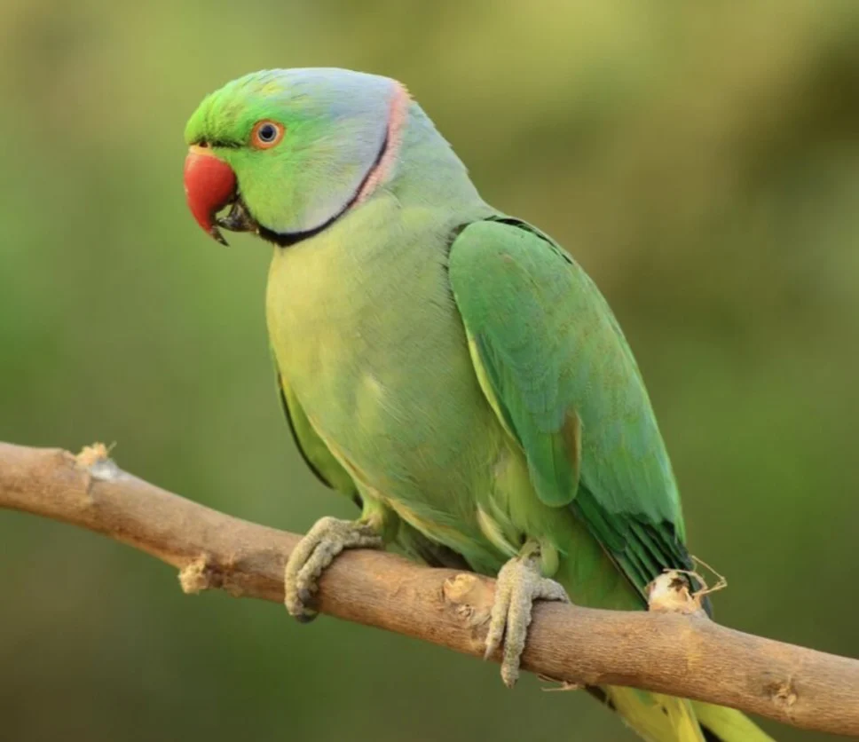 Museo Agrocultural de Morovis invita a charla educativa sobre animales exóticos mañana jueves