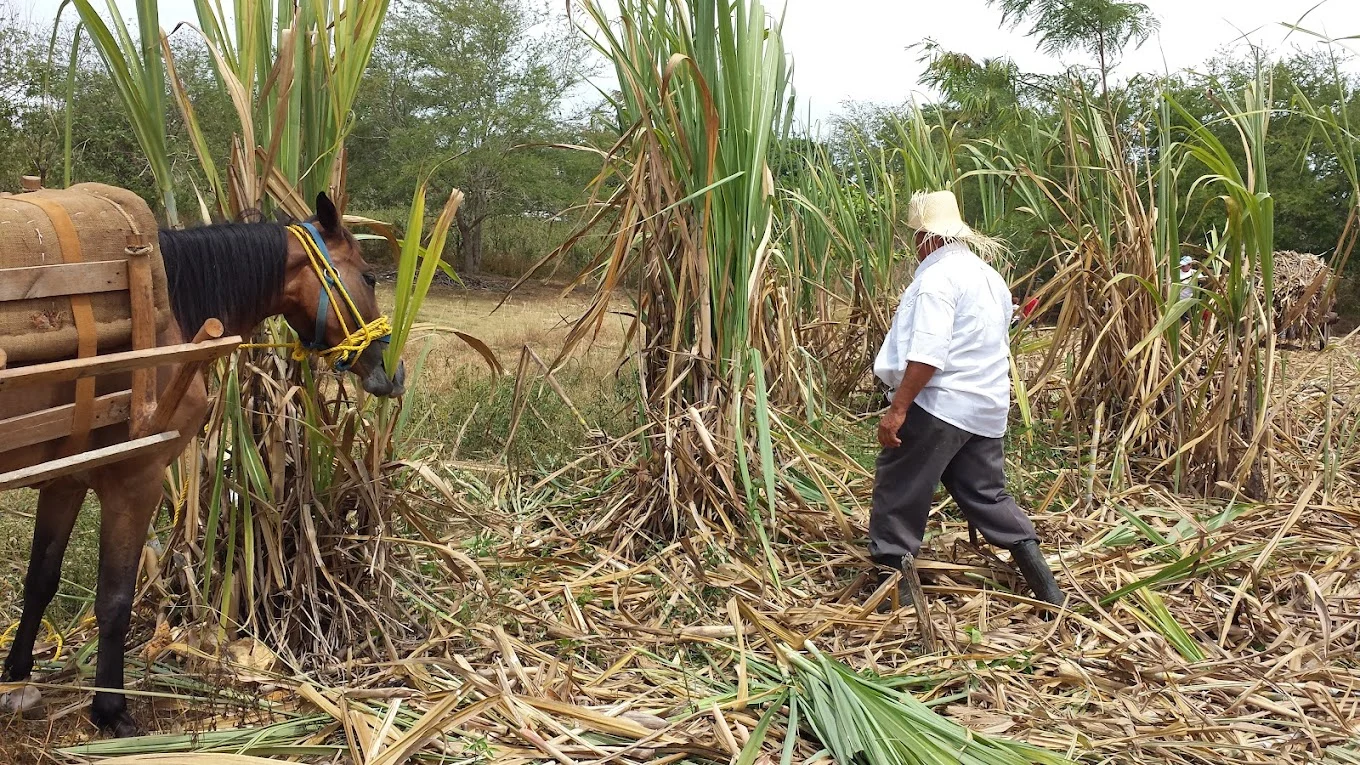 Hatillo celebrará la 21era edición del Festival de la Caña de Azúcar