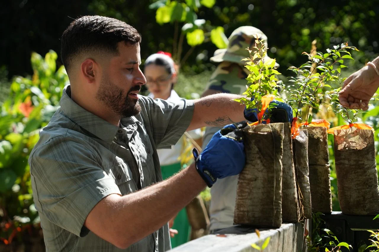 Municipio de Ponce refiere al DRNA intervención de poda excesiva en árboles ubicados en la PR-2