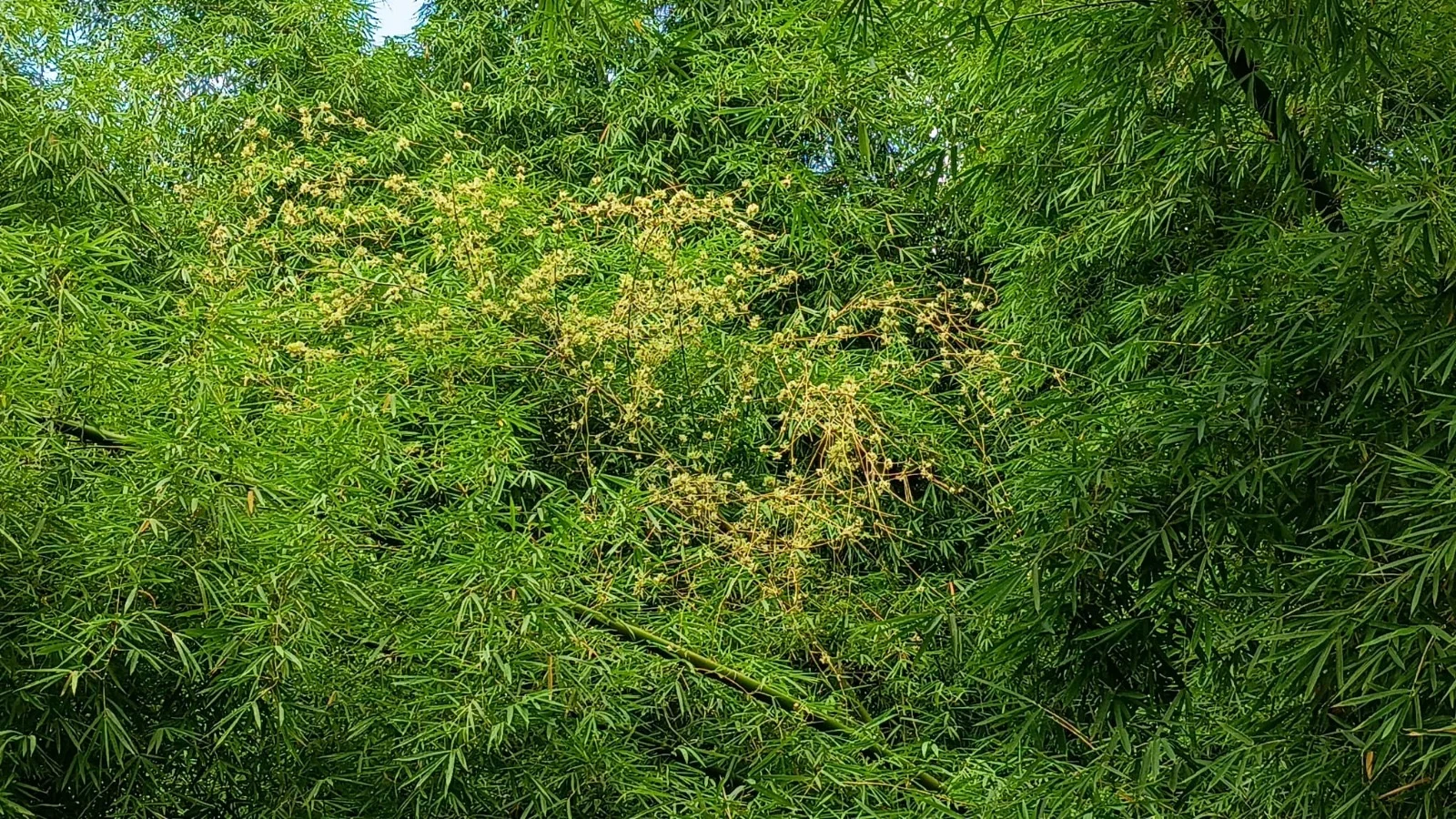 En Cayey raro fenómeno del reino vegetal, florecida del bambú puede darse una vez cada 120 años