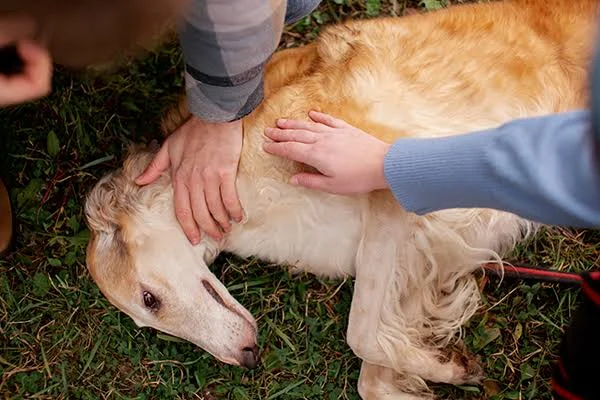 Cómo identificar si tu mascota ha sido envenenada
