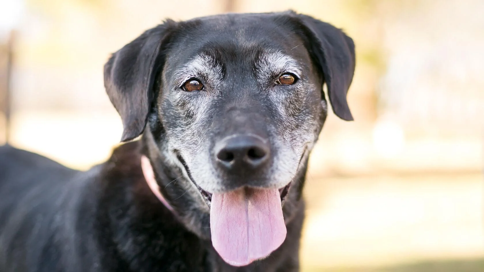 Cómo identificar cuándo tu perro o gato entra en la etapa senior