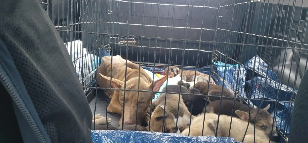 Rescatan perra y sus siete cachorros abandonados en una vivienda de Aguadilla
