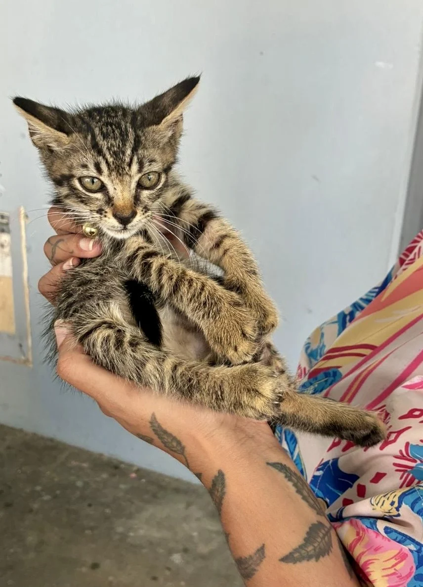 Decenas de dueños de mascotas se beneficiaron con Clínica de Vacunación en Moca