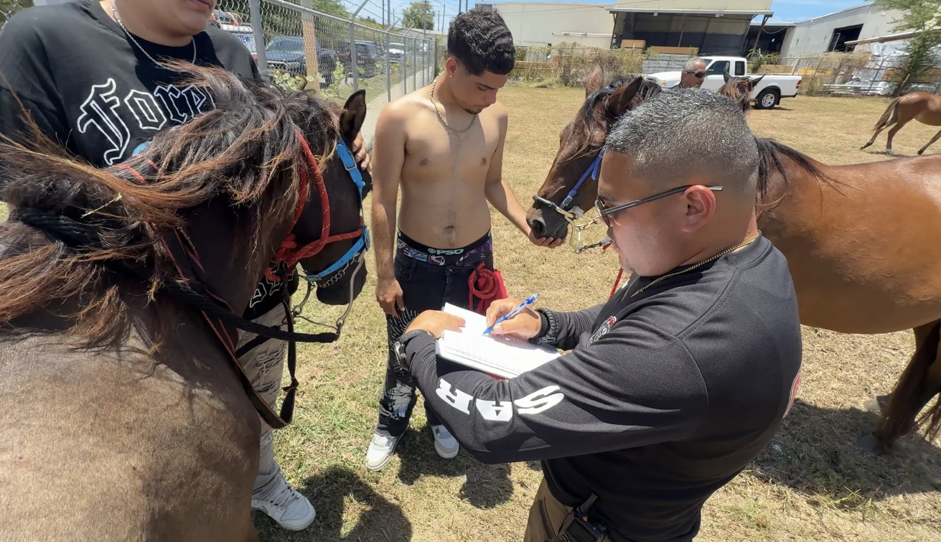 Guayanilla inicia operativo para retirar caballos realengos de las carreteras