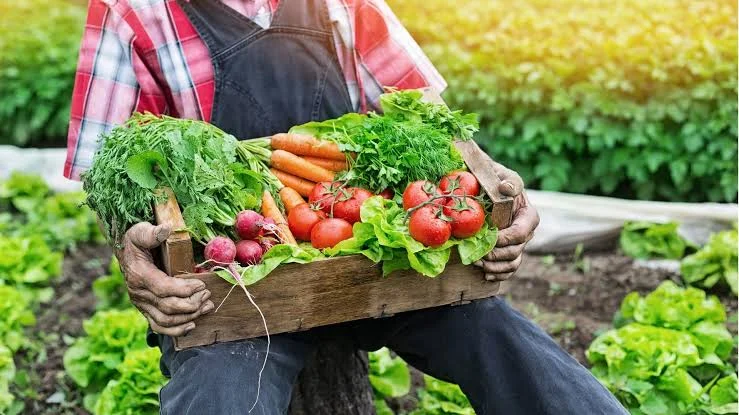 Hatillo anuncia el Tercer Junte de Comerciantes: Del campo a la mesa