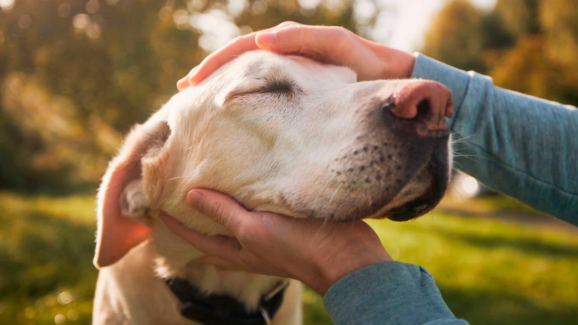 Colegio de Médicos Veterinarios reanuda grupos de apoyo para dueños de mascotas en duelo