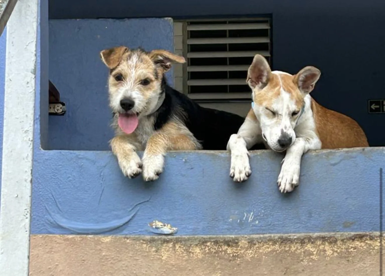 Desmienten video anónimo en las redes de alegado maltrato a perrito en Cayey, y presentan pruebas