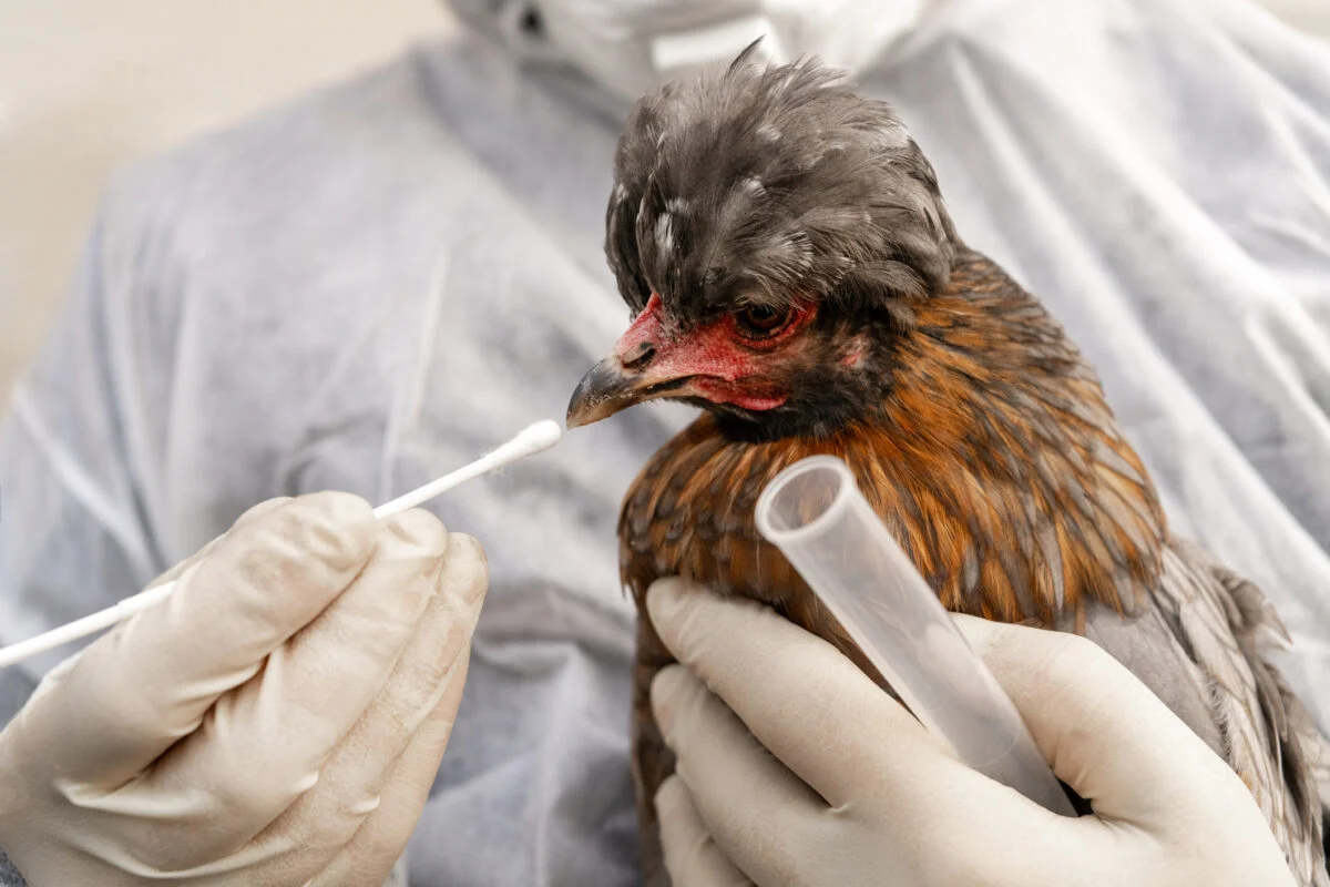 Lo que debes conocer sobre la influenza aviar