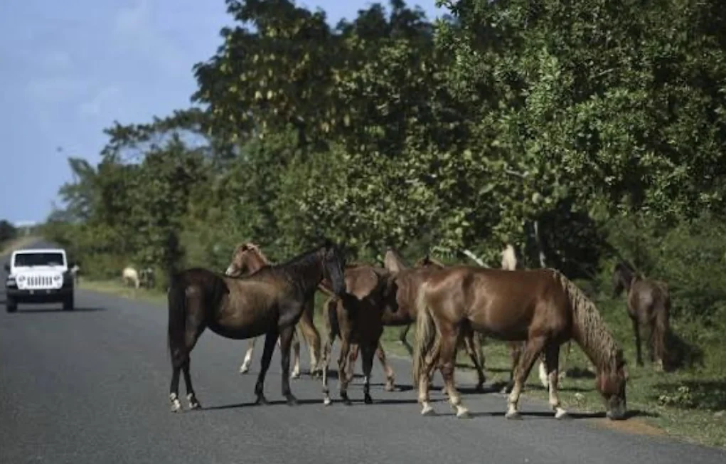 Comienza moratoria de 30 días antes que Vega Alta atienda problema de caballos realengos y los incaute